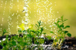 Gardening in the rain