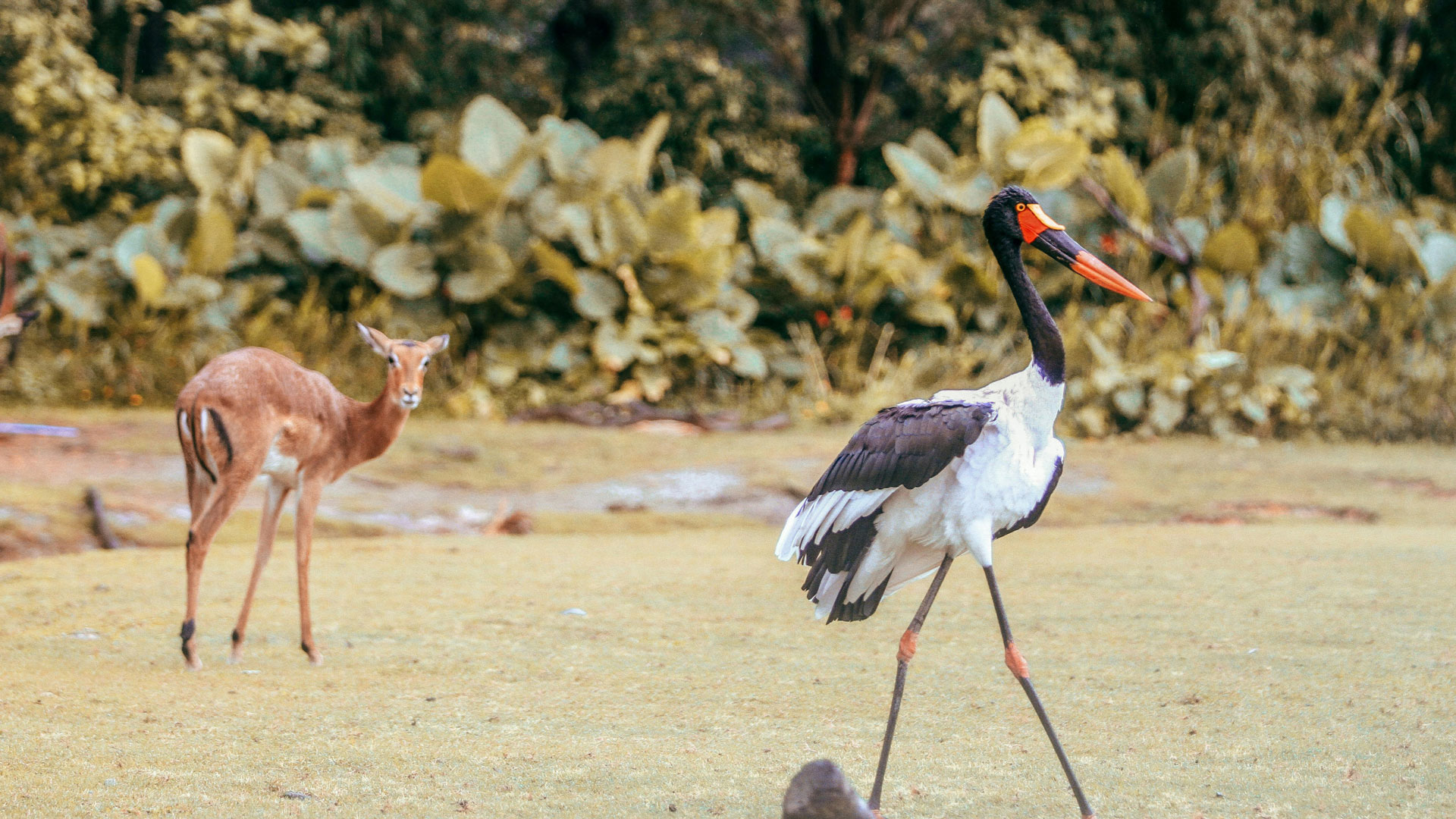 Djoudj National Bird Sanctuary, Senegal