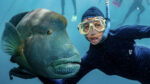 Great Barrier Reef Scuba Diving